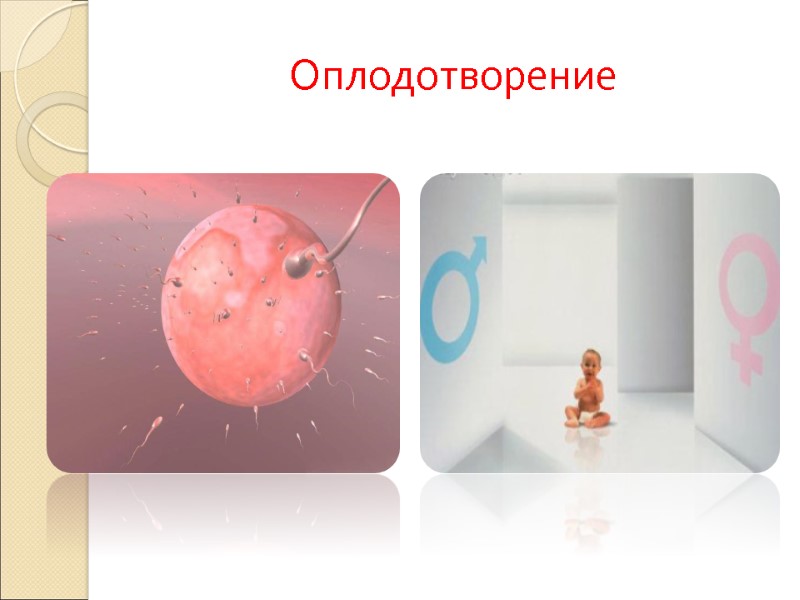 Оплодотворение